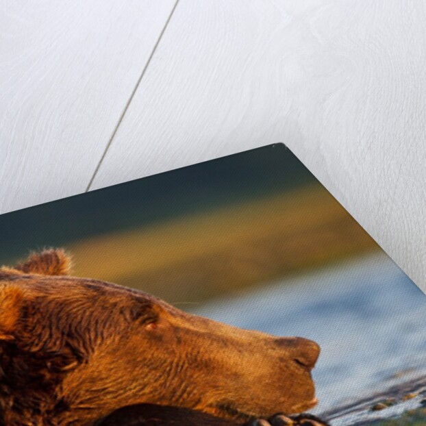 Brown Bear, Katmai National Park, Alaska by Anonymous