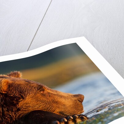 Brown Bear, Katmai National Park, Alaska by Anonymous