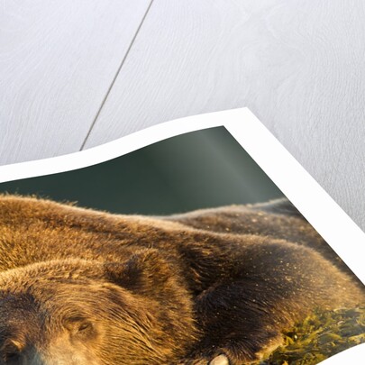 Brown Bear, Katmai National Park, Alaska by Anonymous