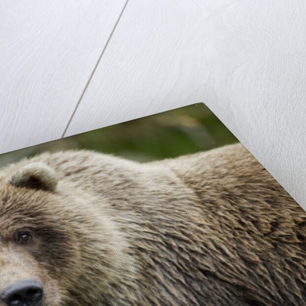 Brown Bear, Katmai National Park, Alaska by Anonymous