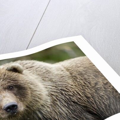 Brown Bear, Katmai National Park, Alaska by Anonymous