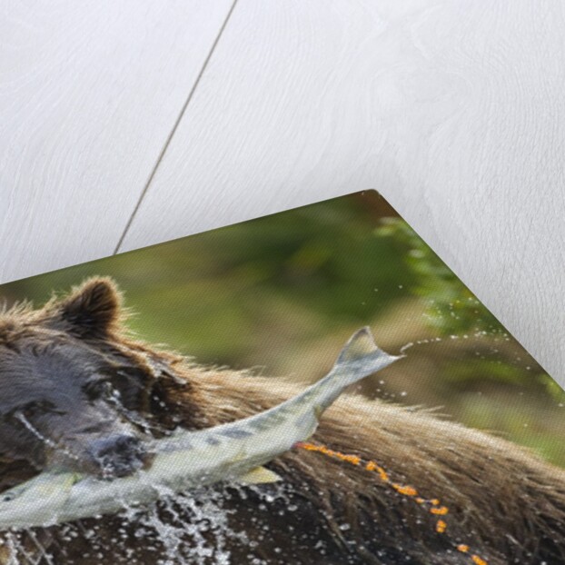 Brown Bear, Katmai National Park, Alaska by Anonymous