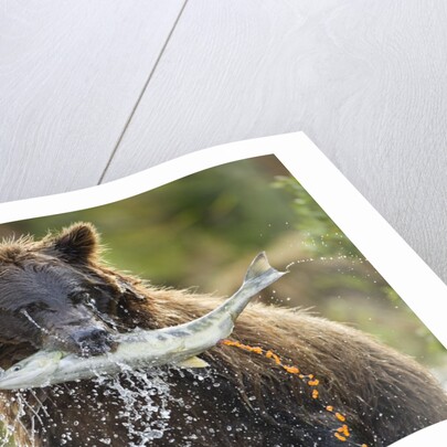 Brown Bear, Katmai National Park, Alaska by Anonymous