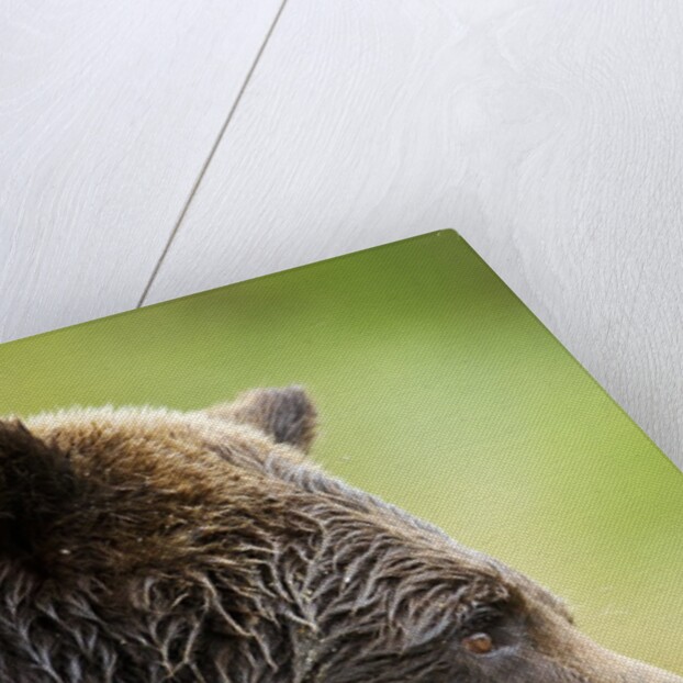 Brown Bear, Katmai National Park, Alaska by Anonymous