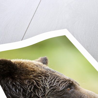 Brown Bear, Katmai National Park, Alaska by Anonymous