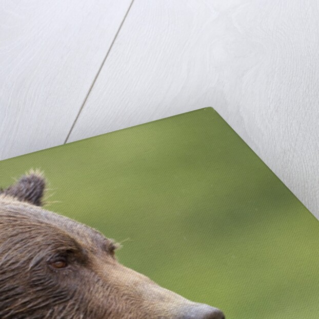 Brown Bear, Katmai National Park, Alaska by Anonymous