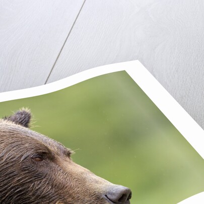 Brown Bear, Katmai National Park, Alaska by Anonymous