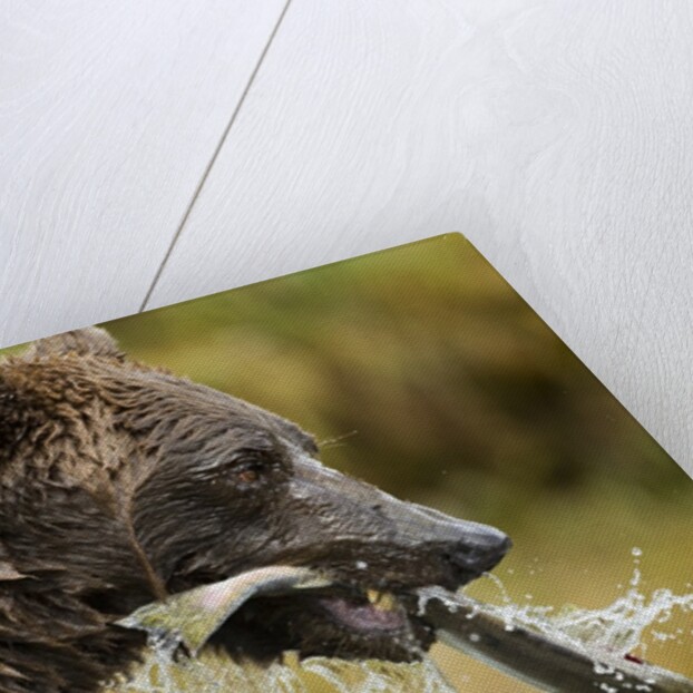 Brown Bear, Katmai National Park, Alaska by Anonymous