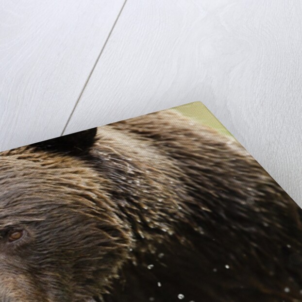 Brown Bear, Katmai National Park, Alaska by Anonymous