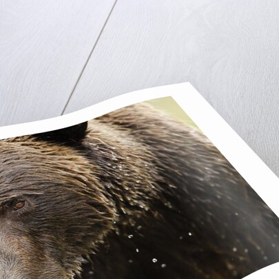 Brown Bear, Katmai National Park, Alaska by Anonymous