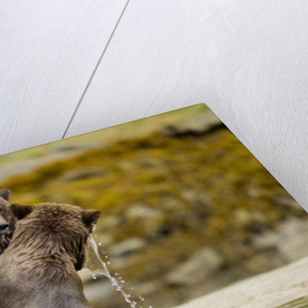 Sparring Brown Bears, Katmai National Park, Alaska by Anonymous