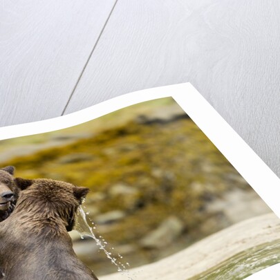 Sparring Brown Bears, Katmai National Park, Alaska by Anonymous
