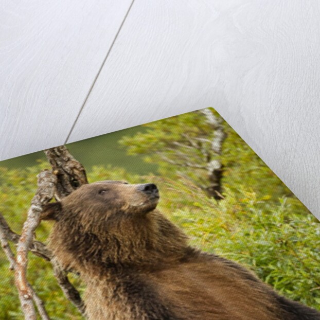 Brown Bear, Katmai National Park, Alaska by Anonymous