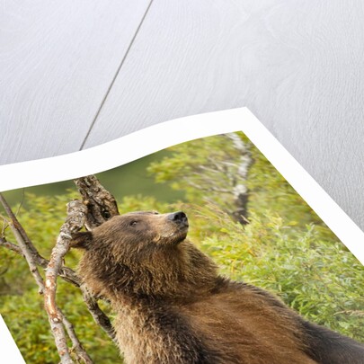 Brown Bear, Katmai National Park, Alaska by Anonymous