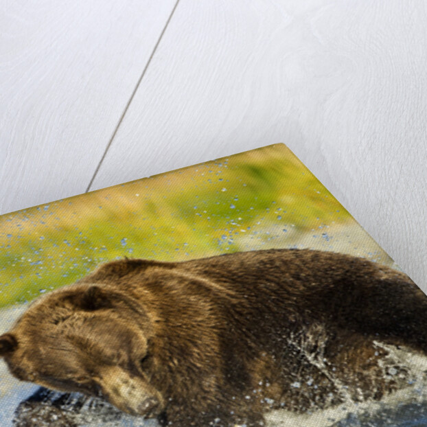 Brown Bear, Katmai National Park, Alaska by Anonymous