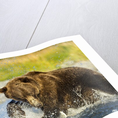 Brown Bear, Katmai National Park, Alaska by Anonymous