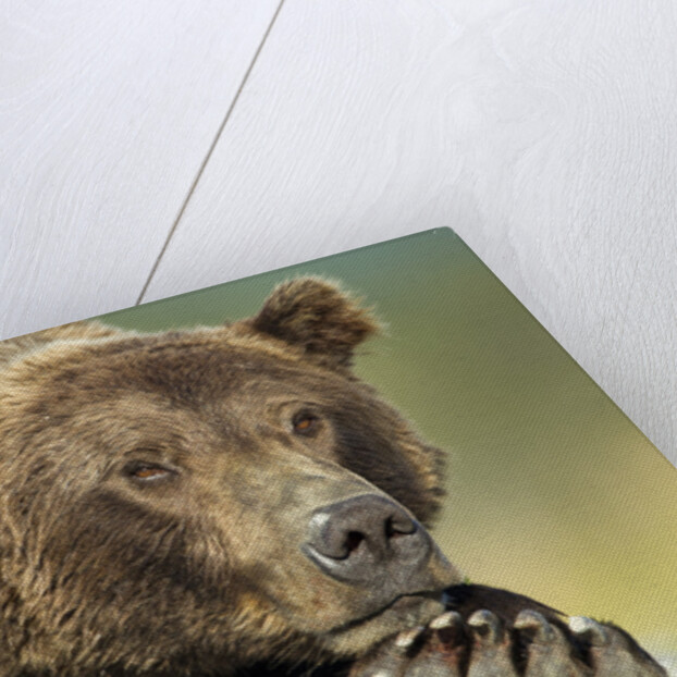 Brown Bear, Katmai National Park, Alaska by Anonymous