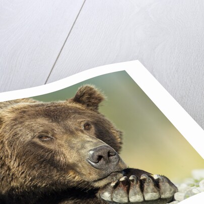 Brown Bear, Katmai National Park, Alaska by Anonymous