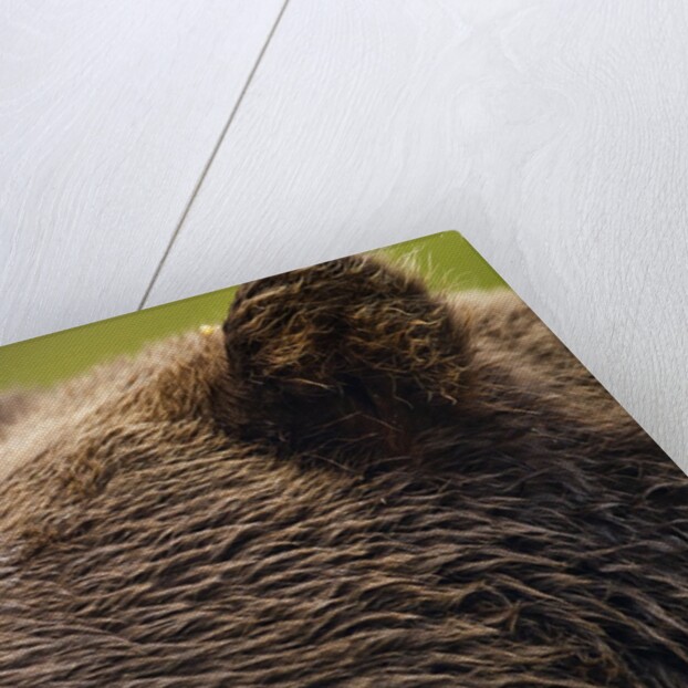 Brown Bear, Katmai National Park, Alaska by Anonymous