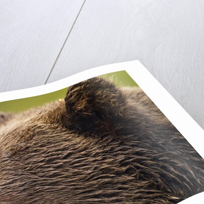 Brown Bear, Katmai National Park, Alaska by Anonymous