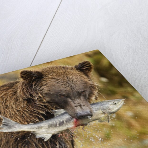 Brown Bear, Katmai National Park, Alaska by Anonymous