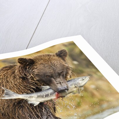 Brown Bear, Katmai National Park, Alaska by Anonymous