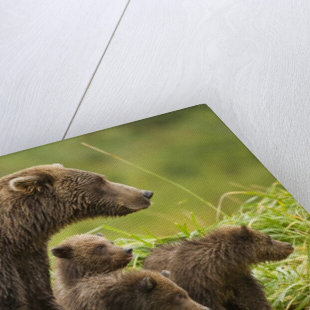 Brown Bear, Katmai National Park, Alaska by Anonymous