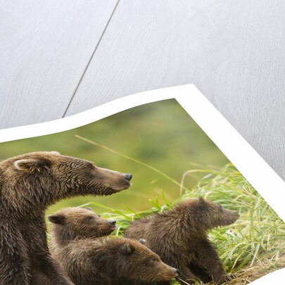 Brown Bear, Katmai National Park, Alaska by Anonymous