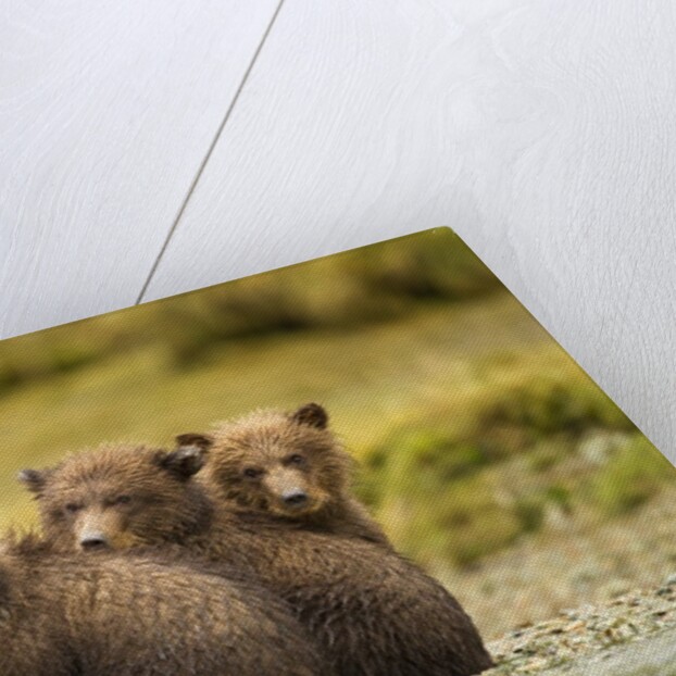 Brown Bear Cubs, Katmai National Park, Alaska by Anonymous