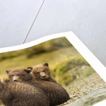 Brown Bear Cubs, Katmai National Park, Alaska by Anonymous