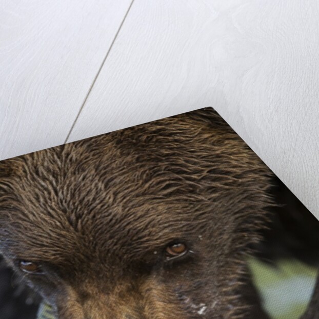 Brown Bear, Katmai National Park, Alaska by Anonymous