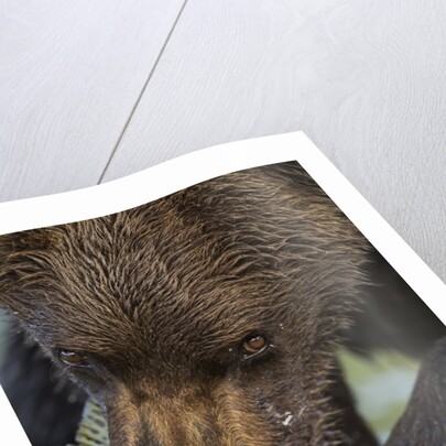 Brown Bear, Katmai National Park, Alaska by Anonymous