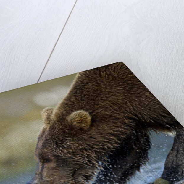 Brown Bear, Katmai National Park, Alaska by Anonymous