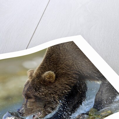 Brown Bear, Katmai National Park, Alaska by Anonymous