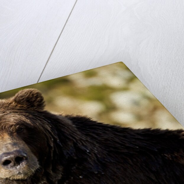 Brown Bear, Katmai National Park, Alaska by Anonymous
