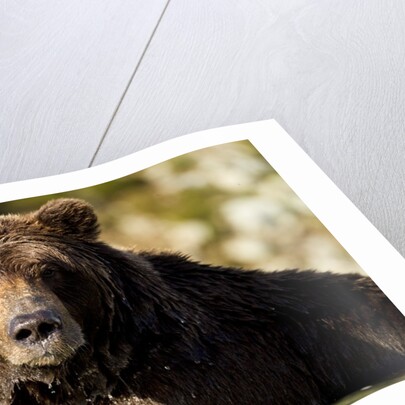 Brown Bear, Katmai National Park, Alaska by Anonymous