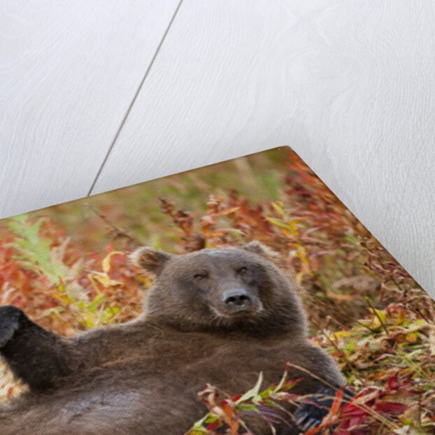 Brown Bear, Katmai National Park, Alaska by Anonymous