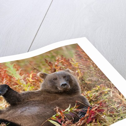 Brown Bear, Katmai National Park, Alaska by Anonymous