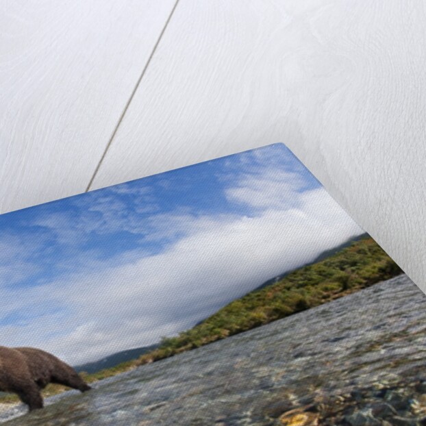 Brown Bear, Katmai National Park, Alaska by Anonymous