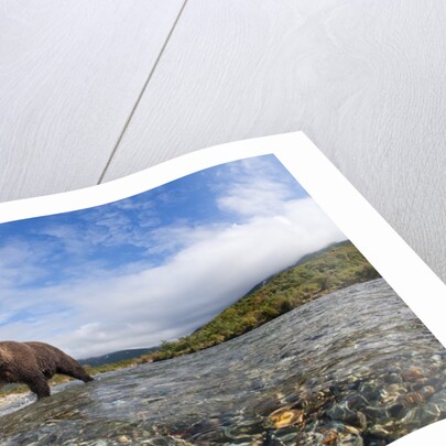 Brown Bear, Katmai National Park, Alaska by Anonymous