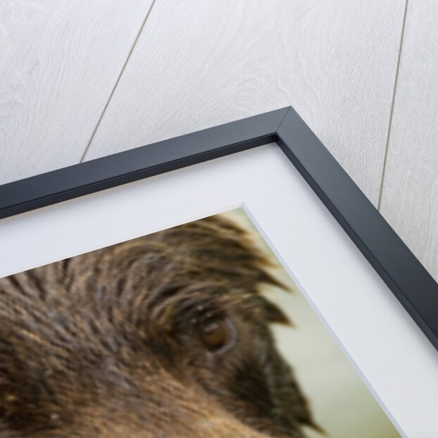 Brown Bear, Katmai National Park, Alaska by Anonymous