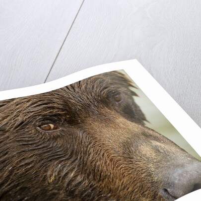 Brown Bear, Katmai National Park, Alaska by Anonymous