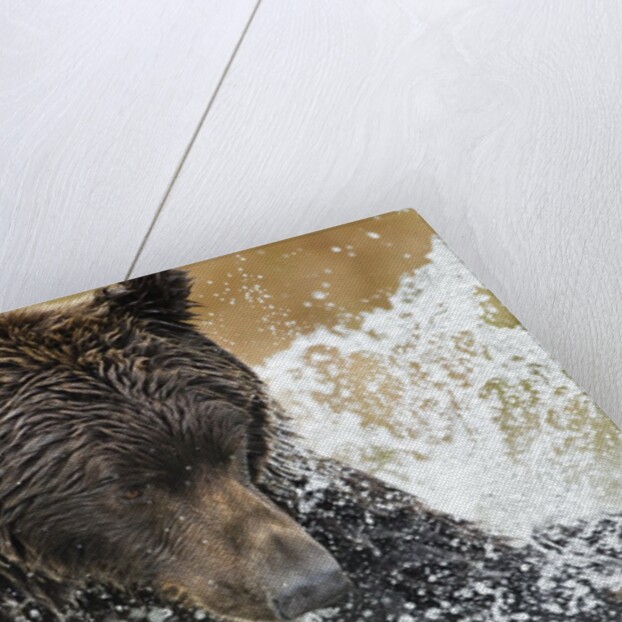 Brown Bear, Katmai National Park, Alaska by Anonymous