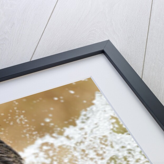 Brown Bear, Katmai National Park, Alaska by Anonymous
