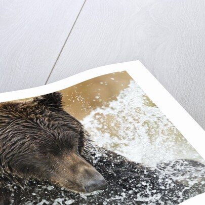 Brown Bear, Katmai National Park, Alaska by Anonymous