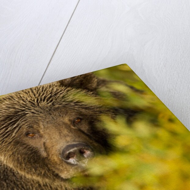 Brown Bear, Katmai National Park, Alaska by Anonymous
