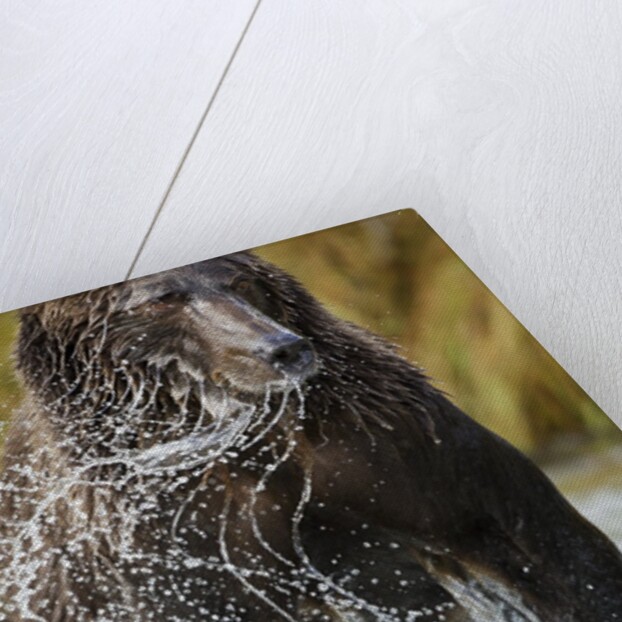 Brown Bear, Katmai National Park, Alaska by Anonymous