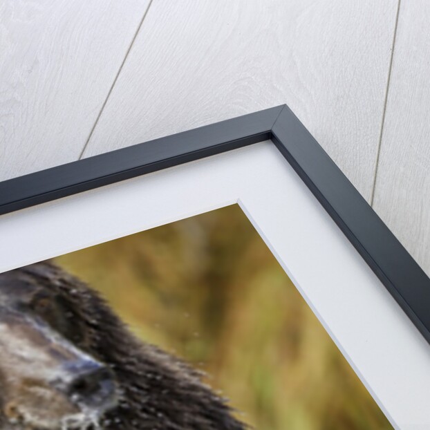 Brown Bear, Katmai National Park, Alaska by Anonymous