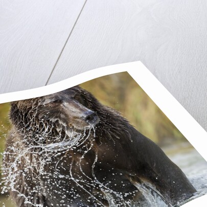 Brown Bear, Katmai National Park, Alaska by Anonymous