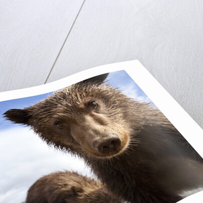 Brown Bear Cubs, Katmai National Park, Alaska by Anonymous